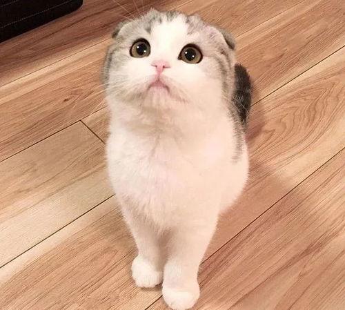 娱乐吃瓜君折耳猫原视频